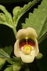 Scrophularia trifoliata
