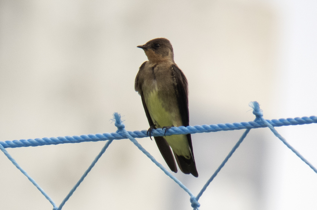 Rough-winged Swallows