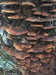 Fungi