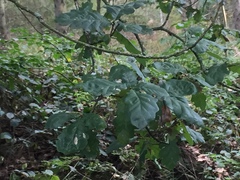 Quercus