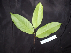 Gonystylus macrophyllus