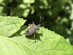 Proxys albopunctulatus