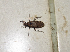 Panstrongylus geniculatus
