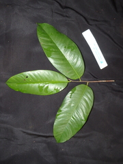 Gonystylus macrophyllus