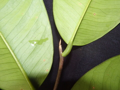 Gonystylus macrophyllus