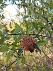 Asphondylia ceanothi