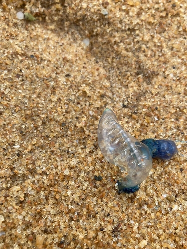 Indo-Pacific Man-O-War