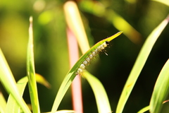 Lepidoptera