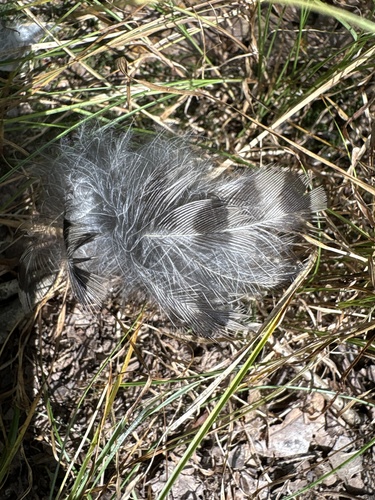 View observation of {o.common_name} on iNaturalist