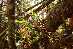 Epidendrum oxysepalum