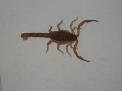 Aegaeobuthus gibbosus