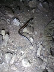 Plestiodon brevirostris