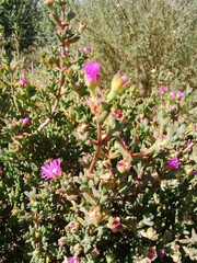 Drosanthemum asperulum