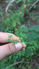 Euphorbia humayensis