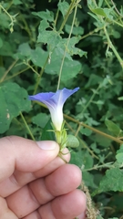 Ipomoea meyeri