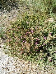 Drosanthemum asperulum