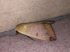 Ophiusa