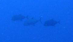 Caranx lugubris