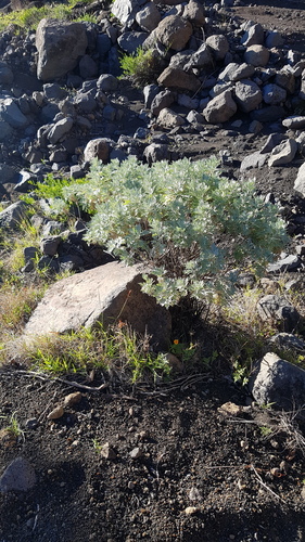 Artemisia gorgonum