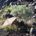 Cape Verde Sagebrush - Photo (c) deka, some rights reserved (CC BY-NC)