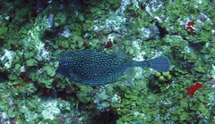 Acanthostracion polygonium