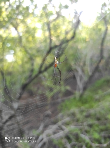 Leucauge argyra