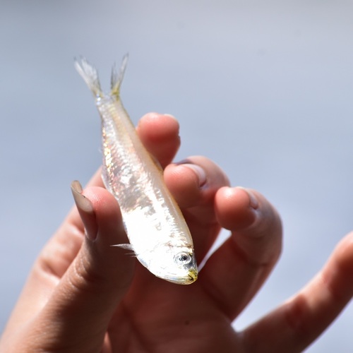Dogtooth herring (Chirocentrodon bleekerianus) — Pristigasteridae — 2