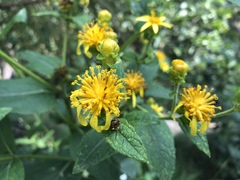 Verbesina sphaerocephala