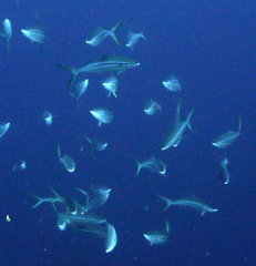 Elagatis bipinnulata