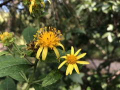 Verbesina sphaerocephala