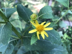 Verbesina sphaerocephala