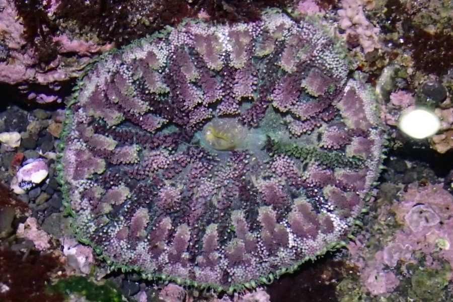Mini carpet anemone