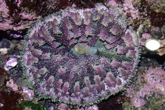 Stichodactyla tapetum