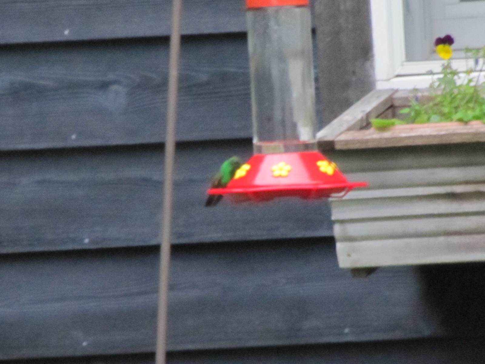 Berylline Hummingbird (Saucerottia beryllina)