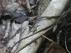 Emoia caeruleocauda