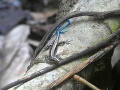 Emoia caeruleocauda