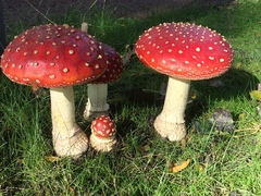 Amanita muscaria