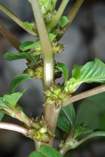 Amaranthus blitum