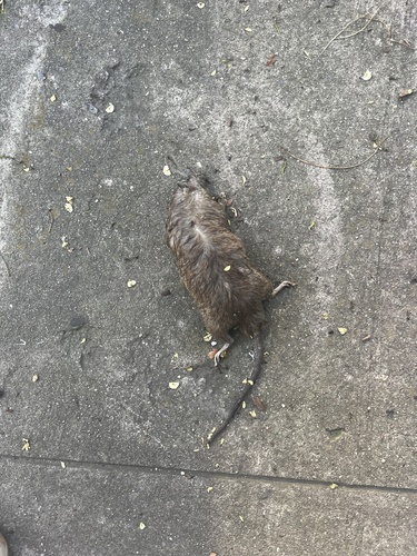 Rat photographed near here on 2025-08-14