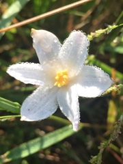 Zephyranthes chlorosolen