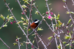 Sittiparus castaneoventris