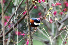 Sittiparus castaneoventris