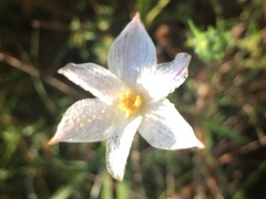 Zephyranthes chlorosolen