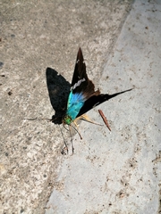 Astraptes