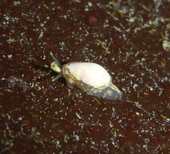 Granulina margaritula image