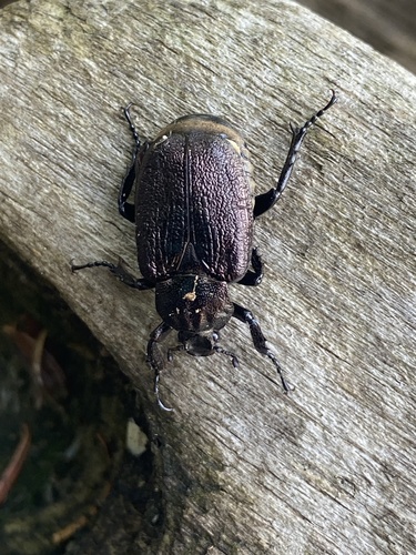 Rough Hermit Beetle photo 4