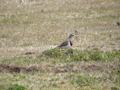 Charadrius modestus