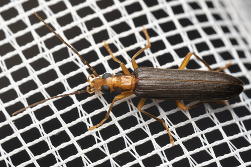 Xanthochroa