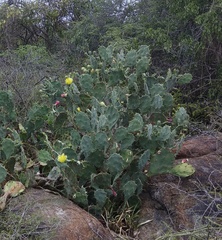Opuntia stricta
