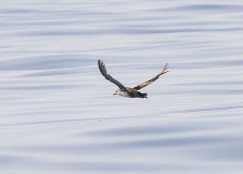 Pardela balear (Puffinus mauretanicus)